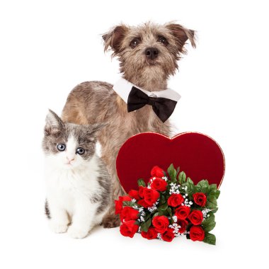 Köpek ve kedi Sevgililer kalp ile