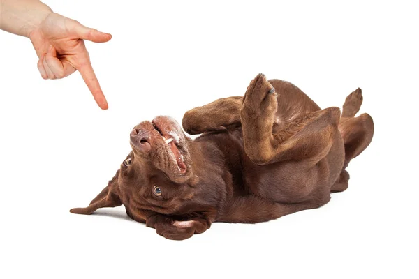 Toter Befehl für Hundetraining — Stockfoto