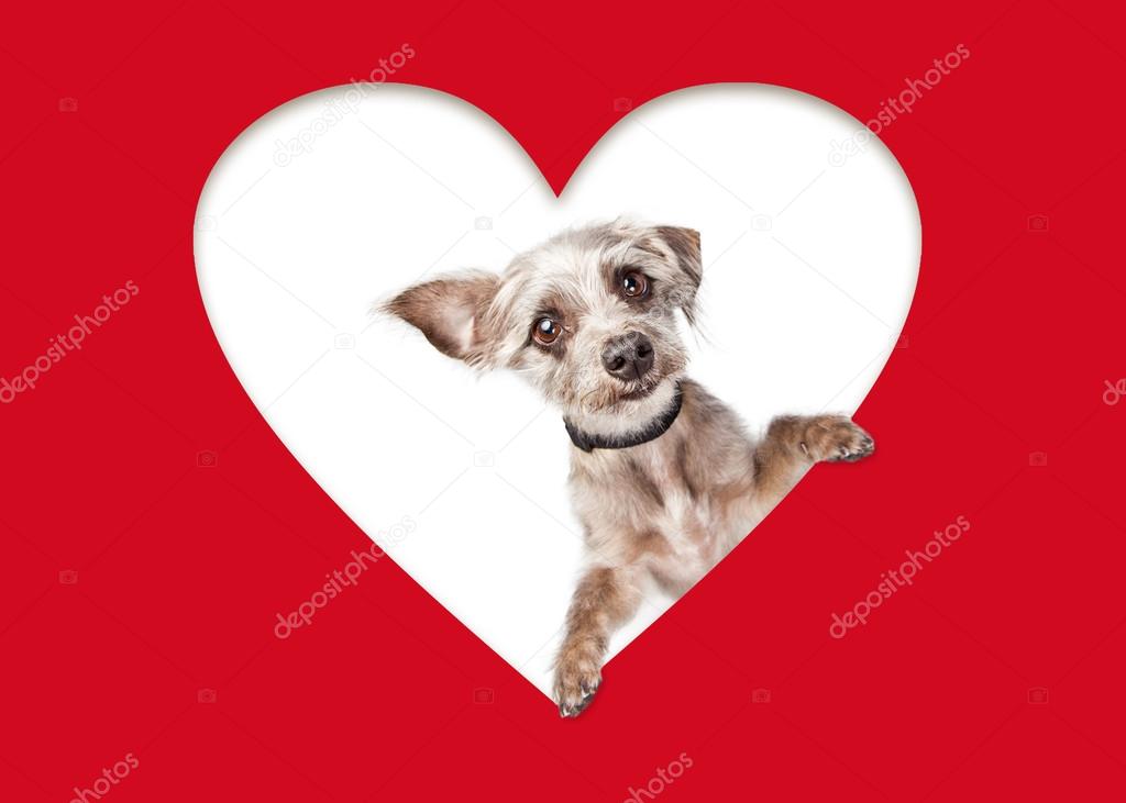 Dog Looking Out of Cutout Heart