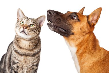 Çoban doğurmak köpek ve tekir kedi