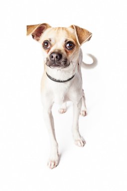 şirin chihuahua köpek