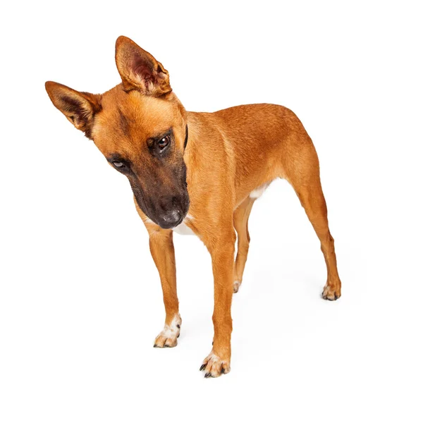 Schäferhund-Mischlingshund schaut nach unten — Stockfoto