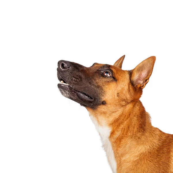Hermoso pastor de raza mixta perro — Foto de Stock