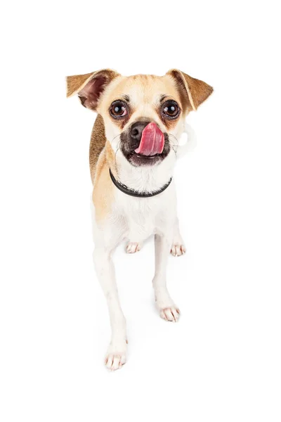 Chihuahua kruising hond met tong uit — Stockfoto