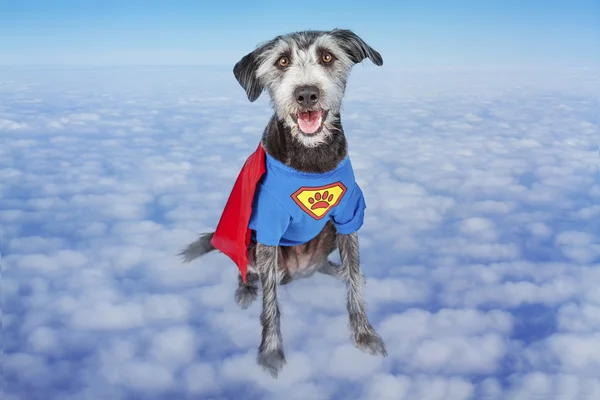 Super herói cão em nuvens — Fotografia de Stock