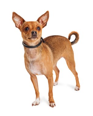 Şirin küçük chihuahua köpeği.