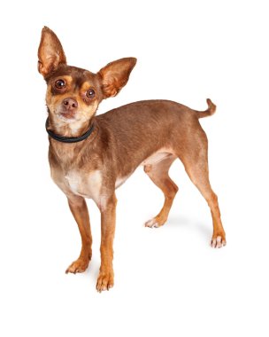 Şirin küçük chihuahua köpeği.