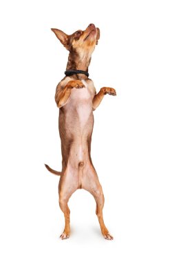 Şirin küçük chihuahua köpeği.