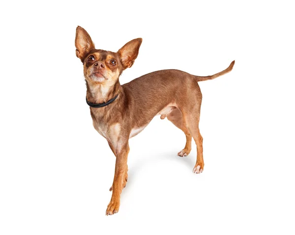 Милая собачка чихуахуа — стоковое фото