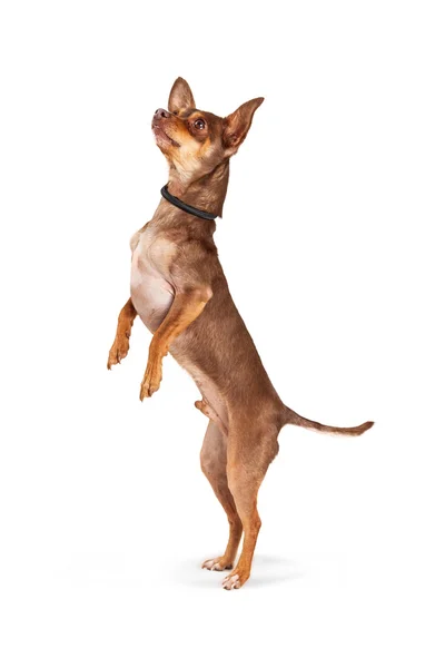 Niedlicher kleiner Chihuahua-Hund — Stockfoto