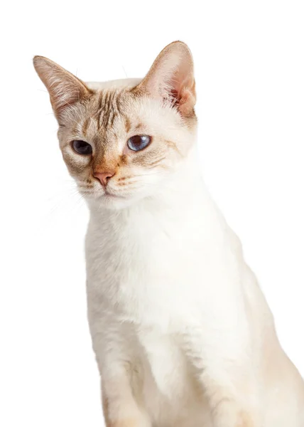 Yetişkin kedi yan görünüm — Stok fotoğraf