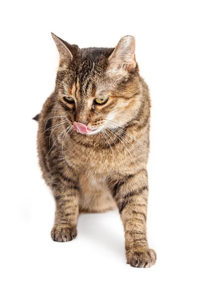 Tabby Cat Крупним планом — стокове фото