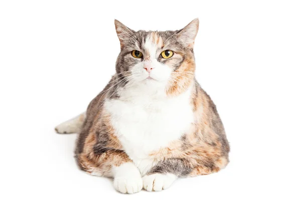 Calico breed cat — Stock Photo, Image