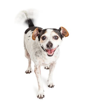 jack Russell köpek