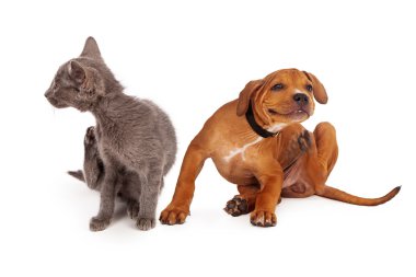 küçük yavru kedi ve köpek yavrusu