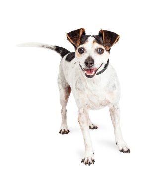 jack Russell köpek