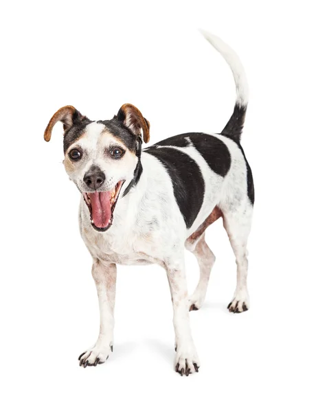 Jack Russell cão — Fotografia de Stock