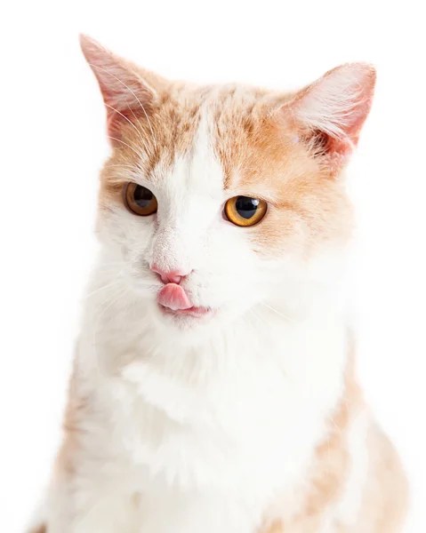 Oranje en witte kat — Stockfoto