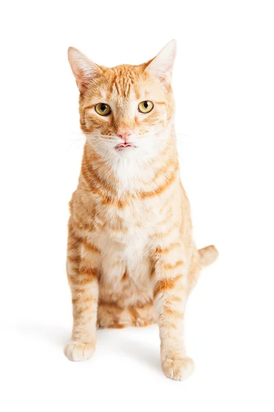 Orange och vit katt — Stockfoto