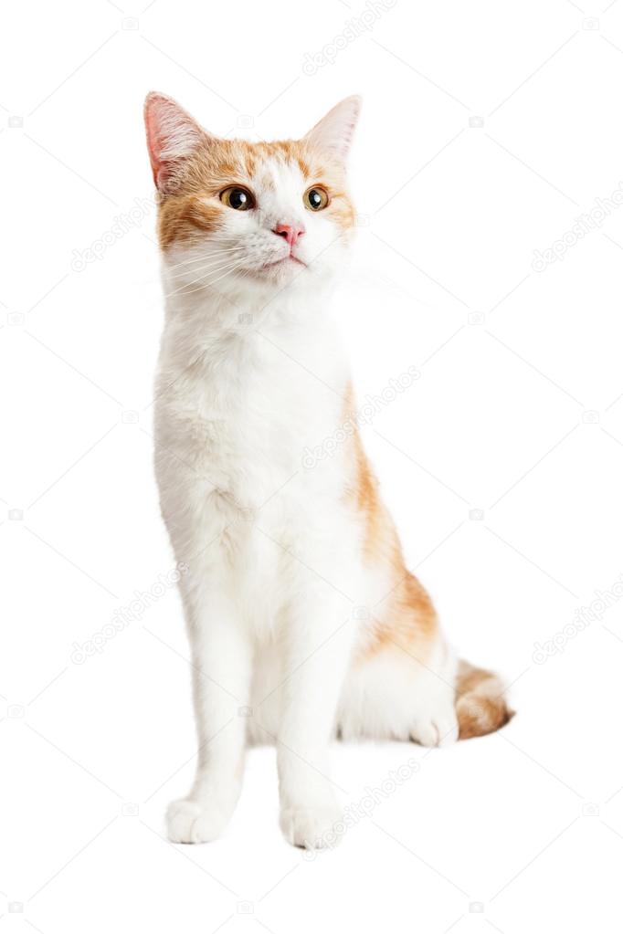 Orange And White Cat Stock Photo C Adogslifephoto 96193962