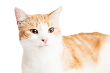 turuncu ve beyaz kedi