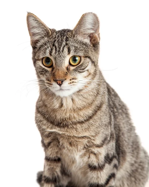 Gatto da tavolo da vicino — Foto Stock