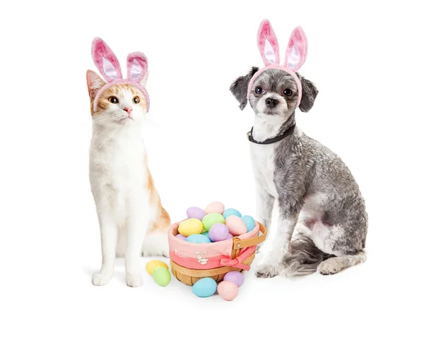 köpek ve kedi ile yumurta Paskalya sepeti