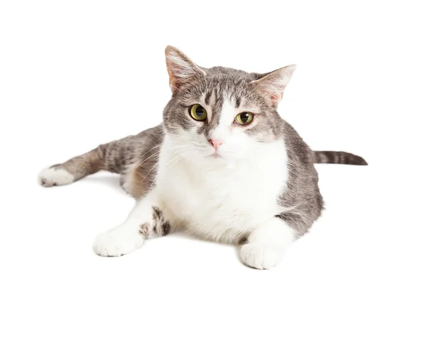 Kurzhaarkatze — Stockfoto