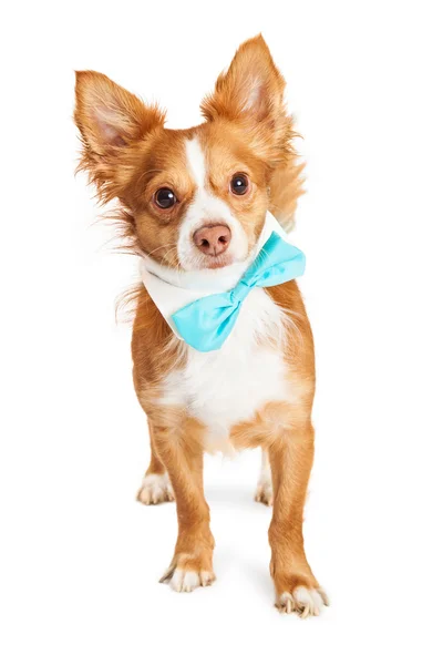 Perro con cuello Bowtie — Foto de Stock