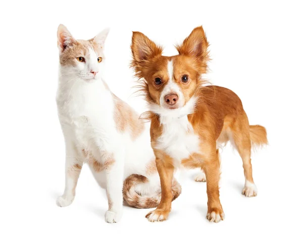 Gato com cão de raça pequena — Fotografia de Stock