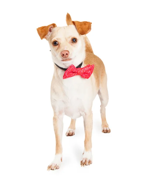 Chihuahua perro animal —  Fotos de Stock