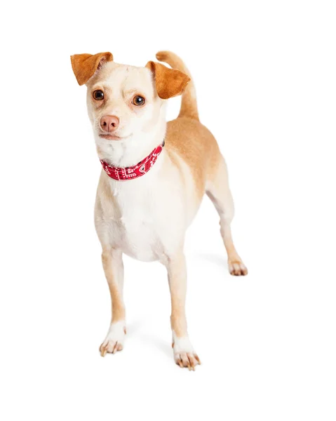 Chihuahua cão animal — Fotografia de Stock