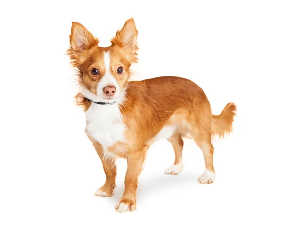 Small breed dog — Stock Photo, Image