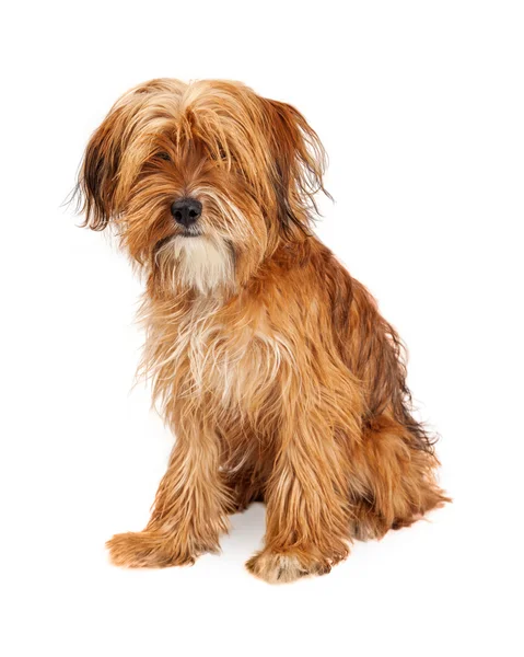 Chien de race mixte Shaggy — Photo