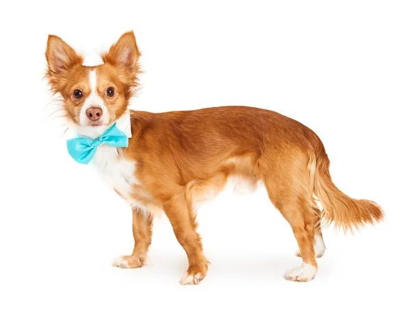 Small breed dog — Stock Photo, Image
