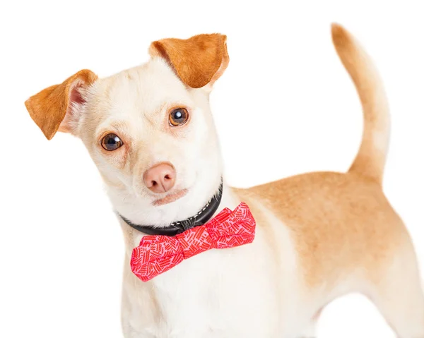 Zvířecí pes Chihuahua — Stock fotografie