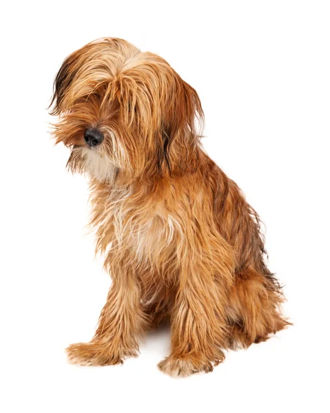 Cão Shaggy bonito — Fotografia de Stock