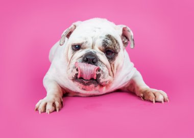 İngilizce Bulldog doğurmak köpek
