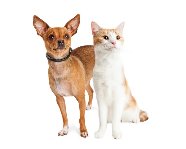 Chihuahua hund och katt — Stockfoto