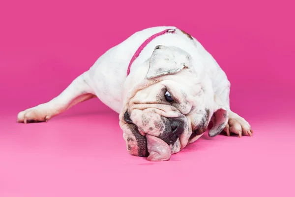 Inglese Bulldog razza cane — Foto Stock