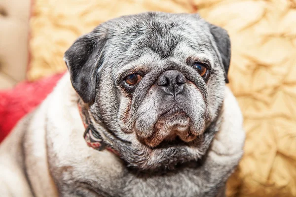 Cane di razza carlino — Foto Stock