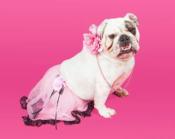 Inglese Bulldog razza cane — Foto Stock