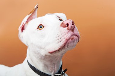 karışık cins köpek