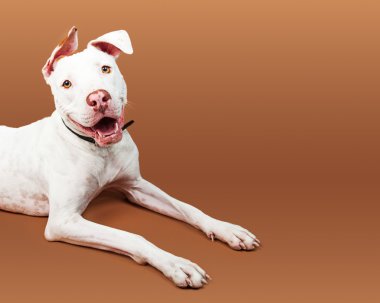 karışık cins köpek