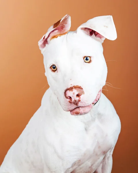 Cão misto — Fotografia de Stock