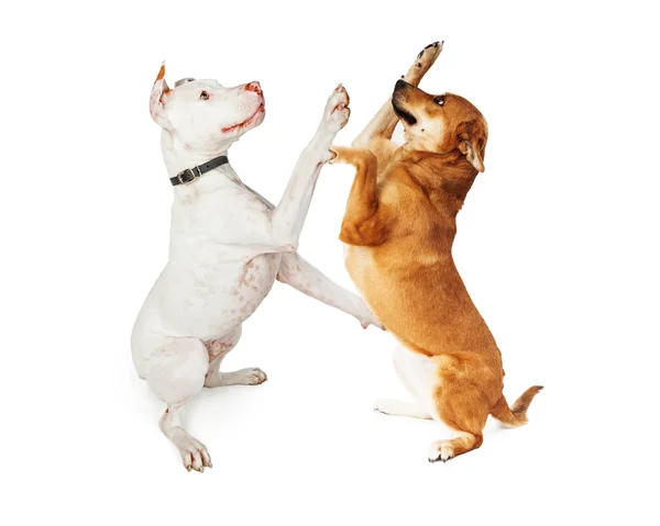 Cães de raça grande jogando — Fotografia de Stock