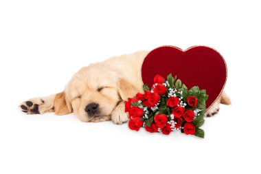 Golden Retriever ve gül