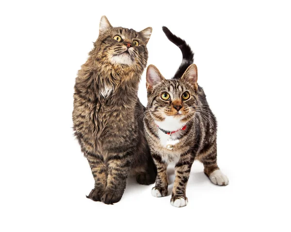 Due gatti da tavolo alzando gli occhi — Foto Stock