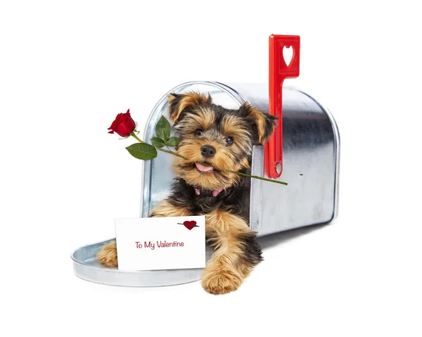 Puppy leveren Valentine en Rose — Stockfoto