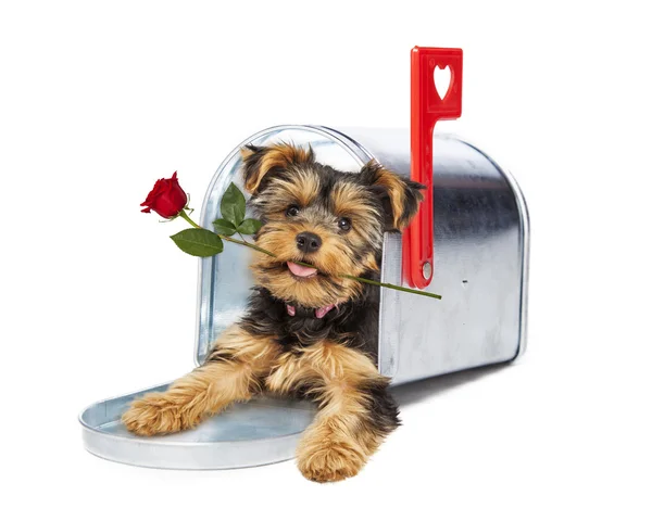 Štěně v poštovní schránce s růží — Stock fotografie